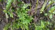 画像1: Selaginella sp. “From Dai Son”  (1)