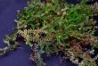 画像4: Selaginella sp. “From Thuong Trach”  (4)