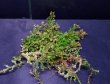 画像2: Selaginella sp. “From Thuong Trach”  (2)