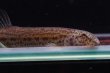 画像3: Lepidocephalichthys sp.“From Khao Laem” (3)