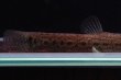 画像4: Lepidocephalichthys sp.“From Khao Laem” (4)