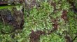 画像1: Leucobryum sp."Sungai Ambawang-010" (1)