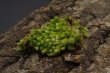 画像2: Leucobryum sp."Sungai Ambawang-010" (2)