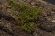 画像1: Moss sp. "Tayan Hilir-009" (1)