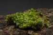 画像3: Leucobryum sp."Sungai Ambawang-010" (3)