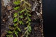 画像6: Selaginella sp. “From Hue”  (6)