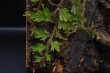 画像5: Selaginella sp. “From Hue”  (5)