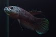 画像2: Betta sp. Antuta "Type K"　WCペア (2)