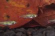 画像2: Rasbora rubrodorsalis "From Seka" 5匹セット (2)