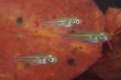 画像1: Rasbora rubrodorsalis "From Seka" 5匹セット (1)