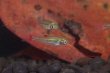 画像2: Rasbora rubrodorsalis "From Muang Nong Khai" 5匹セット (2)