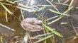 画像1: Nymphaea sp. "From Nong Hua Chang" (1)