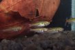 画像1: Rasbora rubrodorsalis "From Muang Nong Khai" 5匹セット (1)