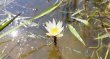 画像2: Nymphaea sp. "From Nong Hua Chang" (2)