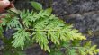 画像1: Selaginella sp. "From Kho Hong" Type2 (1)