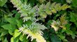 画像2: Selaginella sp. "From Kho Hong" (2)