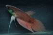 画像1: 【闘魚庵CB】 ベタ・シャレリー　WC-F1　幼魚5匹セット (1)