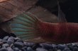 画像4: 【闘魚庵CB】 ベタ・クロロファリンクス　WC-F1　幼魚5匹セット (4)