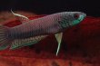 画像3: 【闘魚庵CB】 ベタ sp. Antuta　WC-F1　幼魚3匹セット　【特価】 (3)