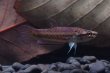 画像1: 【闘魚庵CB】 ベタ ・ファルクス　WC-F1　幼魚5匹セット (1)