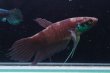 画像1: 【闘魚庵CB】Betta raja　WC-F1 pr (1)