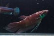 画像2: 【闘魚庵CB】Betta raja　WC-F1 pr (2)