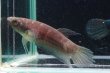 画像2: 【闘魚庵CB】Betta chloropharynx　WC-F1 pr (2)