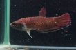 画像1: 【闘魚庵CB】Betta falx　WC-F1 pr (1)