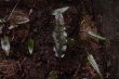 画像3: Cryptocoryne sp."From Sukamara" TypeI (3)