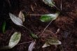 画像1: Cryptocoryne sp."From Sukamara" TypeI (1)