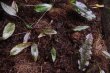 画像2: Cryptocoryne sp."From Sukamara" TypeI (2)