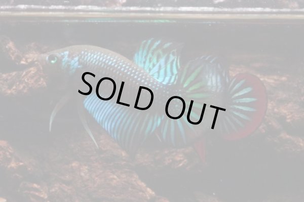 画像2: インベリス HB "イエローフィン・グリーン(エイリアンクロス)" M-1 (2)