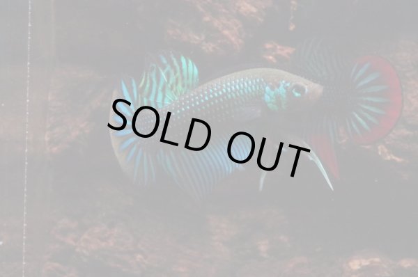 画像5: インベリス HB "イエローフィン・グリーン(エイリアンクロス)" M-1 (5)