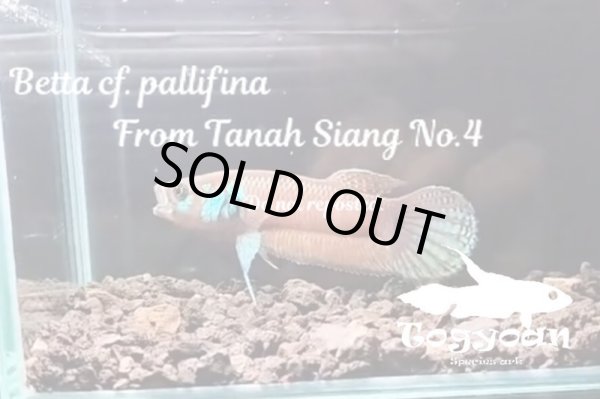 画像1: Betta cf. pallifina "From Tanah Siang No.4" （小） wc pr (1)