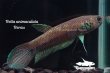 画像4: Betta cf. unimaculata "Berau" WC pr (4)