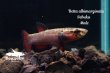 画像1: ベタ・アルビマルギナータ (Betta albimarginata) "Sebuku" WCペア (1)