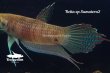 画像4: ベタ sp. Sumatera2  (Betta sp.) "Sumatera" WCペア (4)