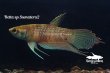 画像3: ベタ sp. Sumatera2  (Betta sp.) "Sumatera" WCペア (3)