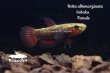 画像2: ベタ・アルビマルギナータ (Betta albimarginata) "Sebuku" WCペア (2)