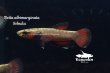 画像4: ベタ・アルビマルギナータ (Betta albimarginata) "Sebuku" WCペア (4)