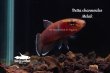 画像4: ベタ・チャンノイデス  (Betta channoides) "Melak" WCペア (4)