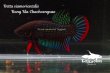 画像2: ベタ・シャムオリエンタリス (Betta siamorientalis) "Bang Kla,Chachoengsao" WC pr (2)