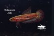 画像2: ベタ・ウベリス (Betta uberis) "Sukamara"  WC pr (2)