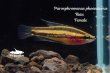 画像2: パロスフロメヌス・フェニクルス (Parosphoromenus phoenicurus) "Riau"  WC pr (2)