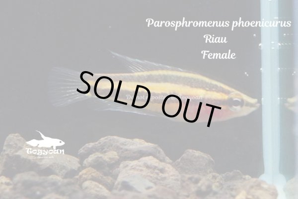 画像2: パロスフロメヌス・フェニクルス (Parosphoromenus phoenicurus) "Riau"  WC pr (2)