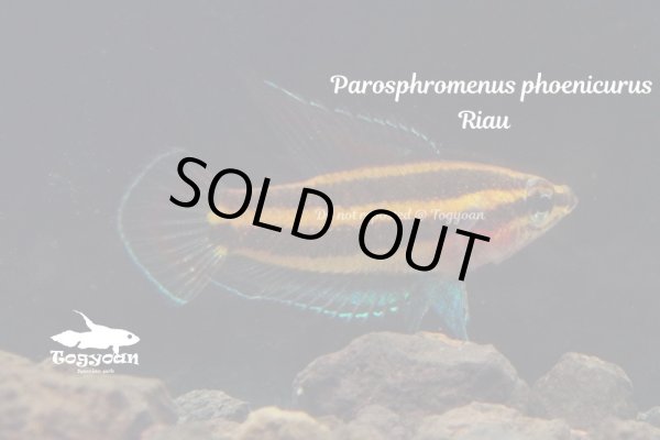 画像3: パロスフロメヌス・フェニクルス (Parosphoromenus phoenicurus) "Riau"  WC pr (3)