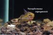 画像4: パロスフロメヌス・アンジュンガンエンシス (Parosphoromenus anjunganensis) "Anjungan"  WC pr (4)