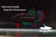 画像3: ベタ・シャムオリエンタリス (Betta siamorientalis) "Bang Kla,Chachoengsao" WC pr (3)