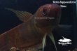 画像3: ベタ・ヒポシデロス  (Betta hipposideros) "Riau" WCペア (3)