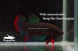 画像1: ベタ・シャムオリエンタリス (Betta siamorientalis) "Bang Kla,Chachoengsao" WC pr (1)